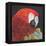 Red Macaw Parrot-Kirstie Adamson-Framed Premier Image Canvas