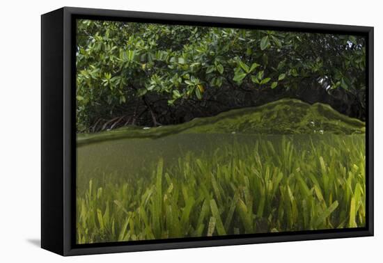 Red Mangrove and Turtle Grass, Lighthouse Reef, Atoll, Belize-Pete Oxford-Framed Premier Image Canvas