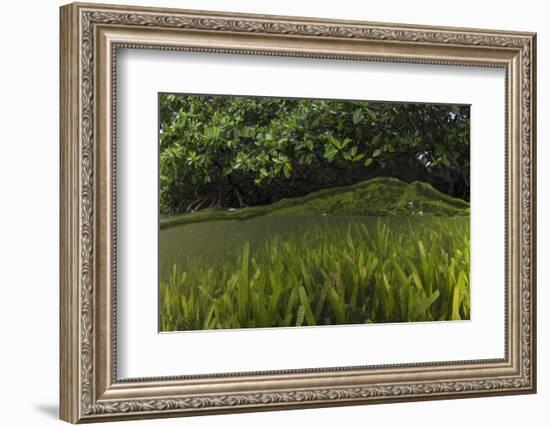 Red Mangrove and Turtle Grass, Lighthouse Reef, Atoll, Belize-Pete Oxford-Framed Photographic Print