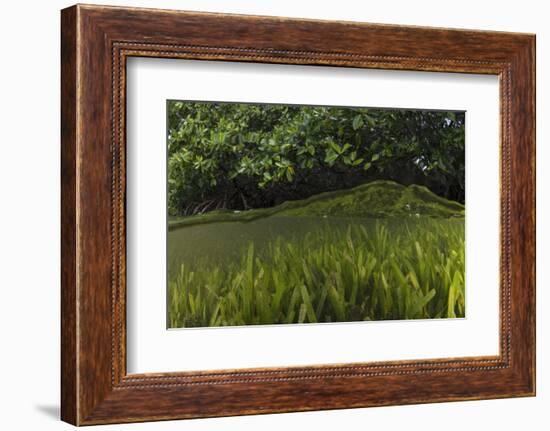 Red Mangrove and Turtle Grass, Lighthouse Reef, Atoll, Belize-Pete Oxford-Framed Photographic Print