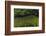 Red Mangrove and Turtle Grass, Lighthouse Reef, Atoll, Belize-Pete Oxford-Framed Photographic Print