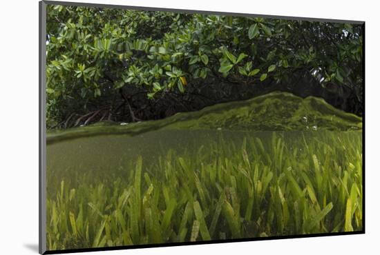 Red Mangrove and Turtle Grass, Lighthouse Reef, Atoll, Belize-Pete Oxford-Mounted Photographic Print