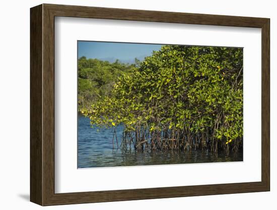 Red Mangrove (Rhizophora Mangle), Galapagos Islands, Ecuador-Pete Oxford-Framed Photographic Print