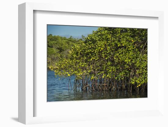 Red Mangrove (Rhizophora Mangle), Galapagos Islands, Ecuador-Pete Oxford-Framed Photographic Print