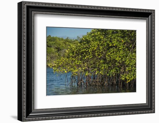 Red Mangrove (Rhizophora Mangle), Galapagos Islands, Ecuador-Pete Oxford-Framed Photographic Print