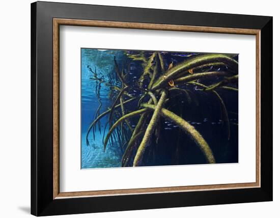 Red Mangrove (Rhizophora Mangle) in Sinkhole-Claudio Contreras-Framed Photographic Print