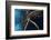 Red Mangrove (Rhizophora Mangle) in Sinkhole-Claudio Contreras-Framed Photographic Print