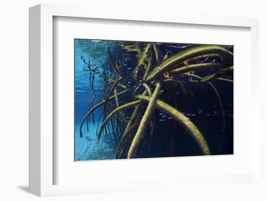 Red Mangrove (Rhizophora Mangle) in Sinkhole-Claudio Contreras-Framed Photographic Print