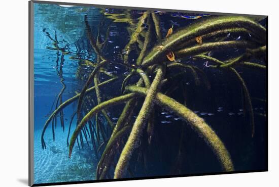 Red Mangrove (Rhizophora Mangle) in Sinkhole-Claudio Contreras-Mounted Photographic Print