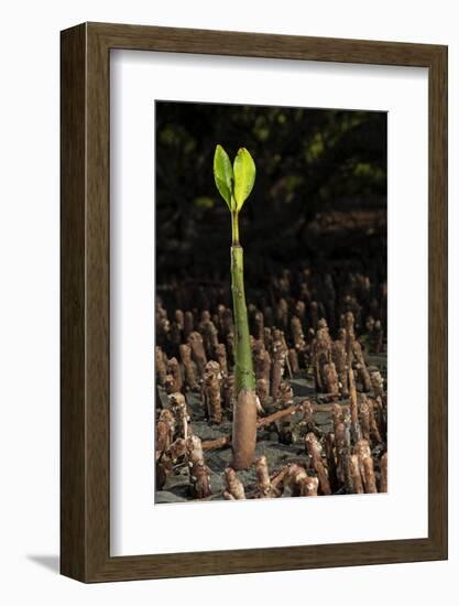 Red Mangrove seedling, Baja California, Mexico-Claudio Contreras-Framed Photographic Print