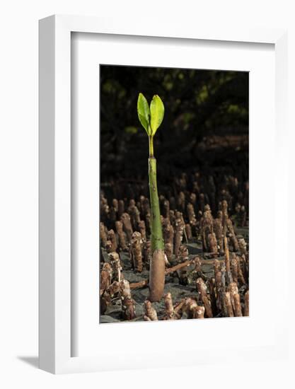 Red Mangrove seedling, Baja California, Mexico-Claudio Contreras-Framed Photographic Print