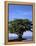 Red Mangrove, Turtle Key, 10,000 Islands, Everglades, Florida, USA-Connie Bransilver-Framed Premier Image Canvas