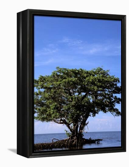 Red Mangrove, Turtle Key, 10,000 Islands, Everglades, Florida, USA-Connie Bransilver-Framed Premier Image Canvas