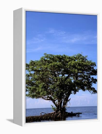 Red Mangrove, Turtle Key, 10,000 Islands, Everglades, Florida, USA-Connie Bransilver-Framed Premier Image Canvas