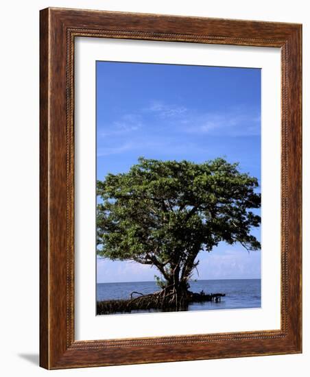 Red Mangrove, Turtle Key, 10,000 Islands, Everglades, Florida, USA-Connie Bransilver-Framed Photographic Print