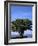 Red Mangrove, Turtle Key, 10,000 Islands, Everglades, Florida, USA-Connie Bransilver-Framed Photographic Print