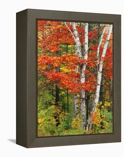 Red Maple and Birch Trees-James Randklev-Framed Premier Image Canvas