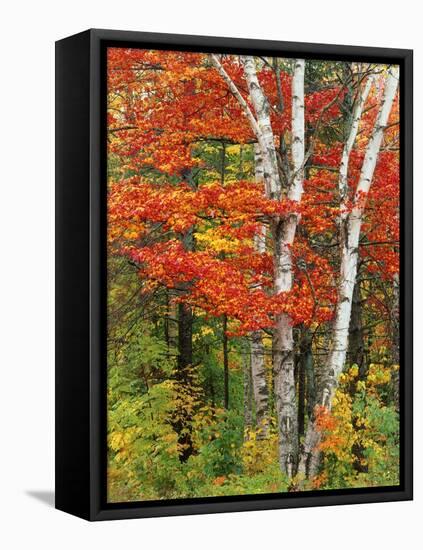 Red Maple and Birch Trees-James Randklev-Framed Premier Image Canvas