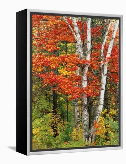 Red Maple and Birch Trees-James Randklev-Framed Premier Image Canvas
