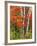 Red Maple and Birch Trees-James Randklev-Framed Photographic Print