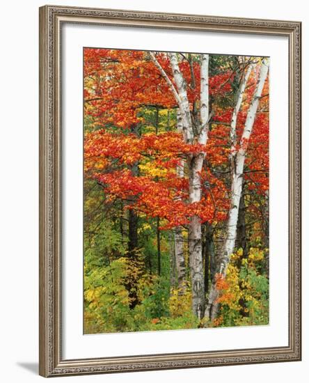 Red Maple and Birch Trees-James Randklev-Framed Photographic Print