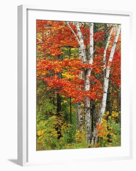 Red Maple and Birch Trees-James Randklev-Framed Photographic Print