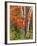 Red Maple and Birch Trees-James Randklev-Framed Photographic Print