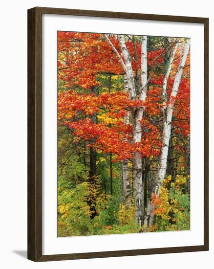 Red Maple and Birch Trees-James Randklev-Framed Photographic Print