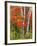 Red Maple and Birch Trees-James Randklev-Framed Photographic Print