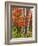 Red Maple and Birch Trees-James Randklev-Framed Photographic Print