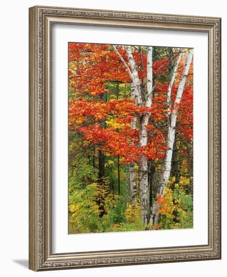 Red Maple and Birch Trees-James Randklev-Framed Photographic Print