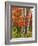 Red Maple and Birch Trees-James Randklev-Framed Photographic Print