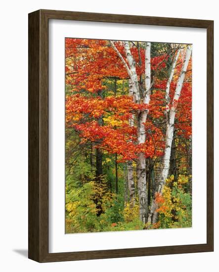 Red Maple and Birch Trees-James Randklev-Framed Photographic Print