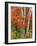 Red Maple and Birch Trees-James Randklev-Framed Photographic Print