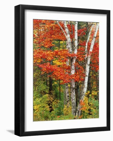 Red Maple and Birch Trees-James Randklev-Framed Photographic Print