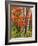 Red Maple and Birch Trees-James Randklev-Framed Photographic Print