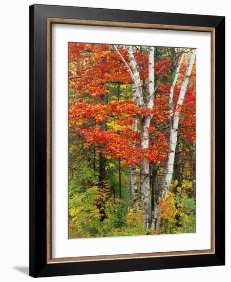 Red Maple and Birch Trees-James Randklev-Framed Photographic Print