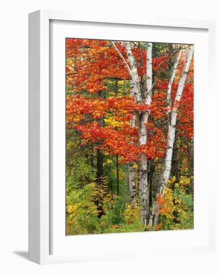 Red Maple and Birch Trees-James Randklev-Framed Photographic Print