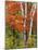 Red Maple and Birch Trees-James Randklev-Mounted Photographic Print