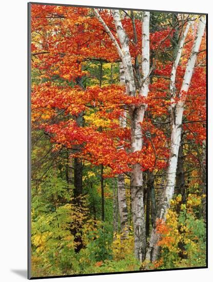 Red Maple and Birch Trees-James Randklev-Mounted Photographic Print