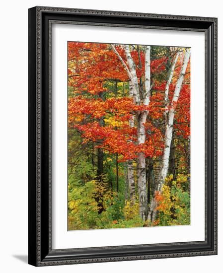 Red Maple and Birch Trees-James Randklev-Framed Photographic Print