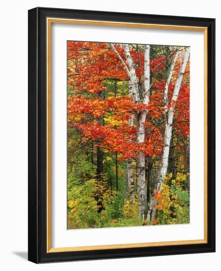 Red Maple and Birch Trees-James Randklev-Framed Photographic Print