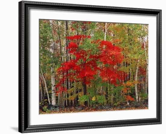 Red Maple and White Birch, White Mountains National Forest, New Hampshire, USA-Adam Jones-Framed Photographic Print