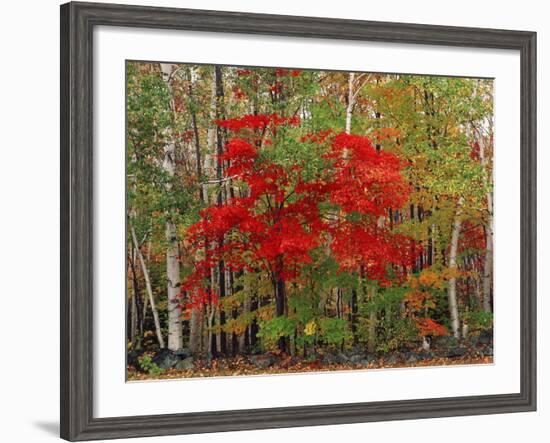 Red Maple and White Birch, White Mountains National Forest, New Hampshire, USA-Adam Jones-Framed Photographic Print