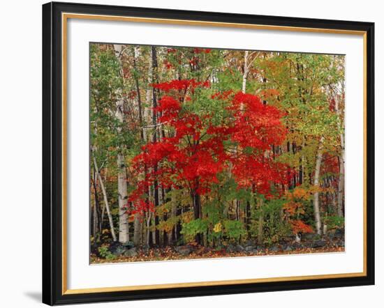 Red Maple and White Birch, White Mountains National Forest, New Hampshire, USA-Adam Jones-Framed Photographic Print