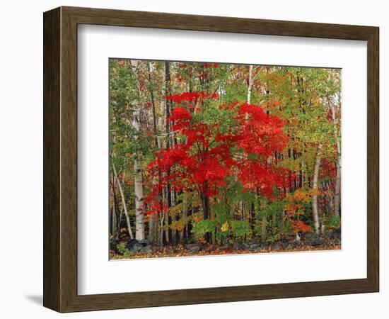 Red Maple and White Birch, White Mountains National Forest, New Hampshire, USA-Adam Jones-Framed Photographic Print