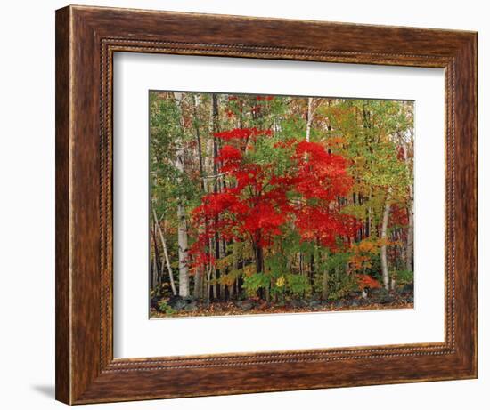 Red Maple and White Birch, White Mountains National Forest, New Hampshire, USA-Adam Jones-Framed Photographic Print