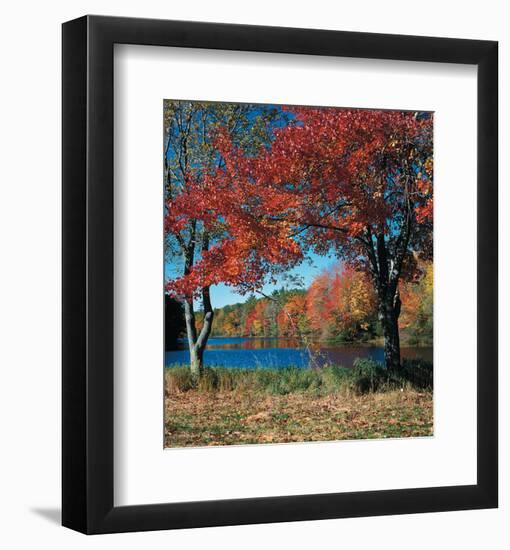 Red Maple In Autumn-null-Framed Art Print