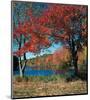 Red Maple In Autumn-null-Mounted Art Print