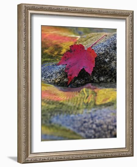 Red Maple Leaf on Rock in Swift River, White Mountain National Forest, New Hampshire, USA-Adam Jones-Framed Photographic Print